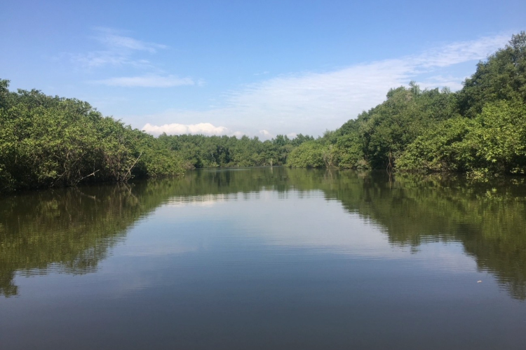 Manguezal no Rio Guaraí, na APA de Guapi-Mirim